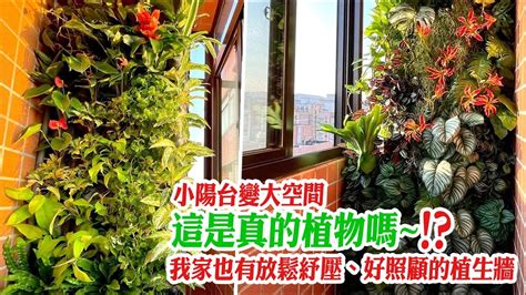 窗台植栽|【窗台植栽】窗台植物推薦！12 種超迷你多肉植物 – 駱影旎師傅